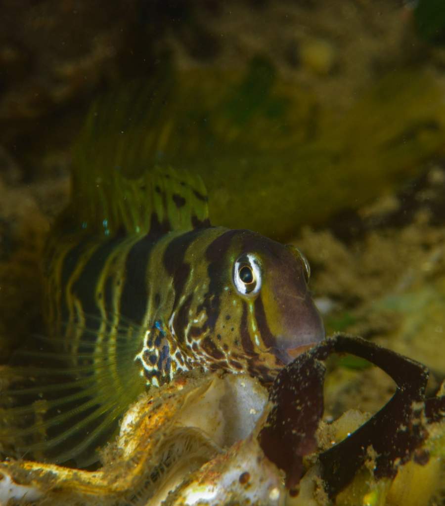 dive